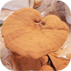 Ganoderma spores