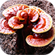 Ganoderma powder